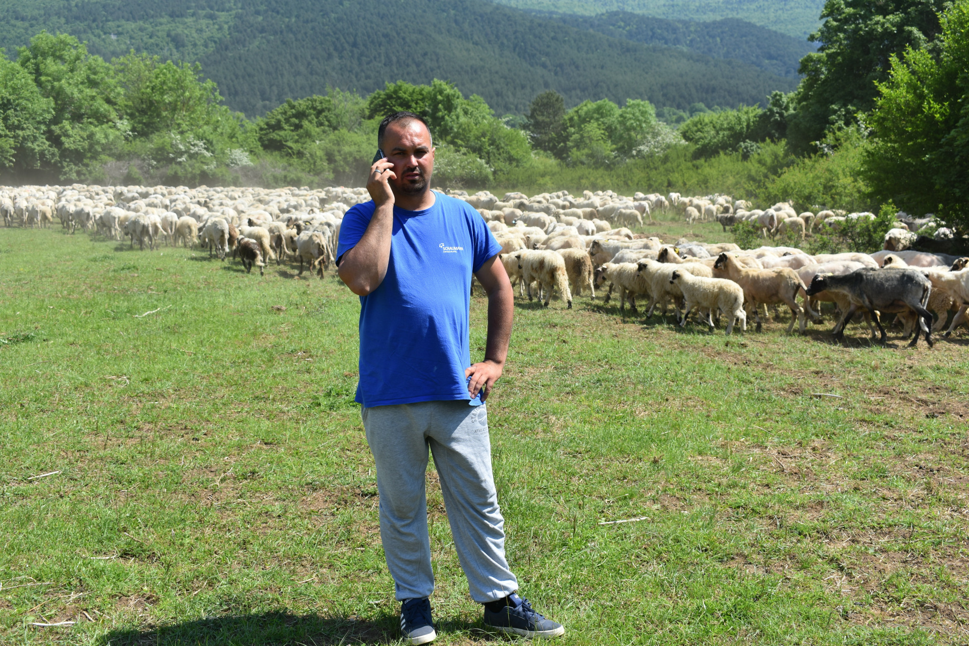 Zadarski trgovci od nas otkupljuju većinu janjaca i ovaca Zadarski list