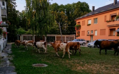 Zašto je junetina Hrvatima postala luksuz?