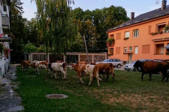 Zašto je junetina Hrvatima postala luksuz?