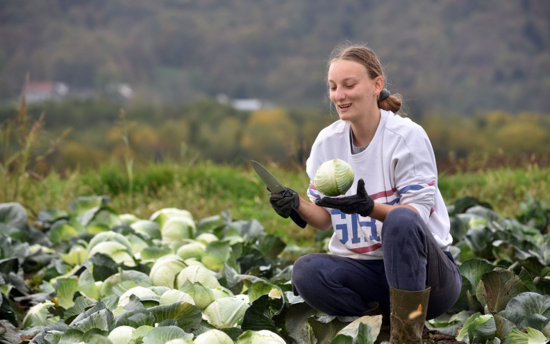 Nećete vjerovati, ali i kupus se može krivotvoriti