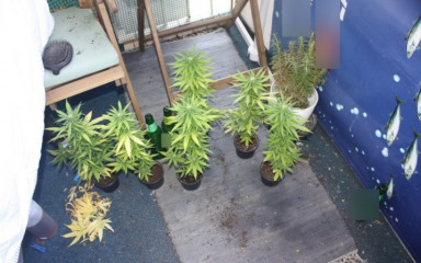 U Saboru se raspravljalo o mogućoj legalizaciji marihuane