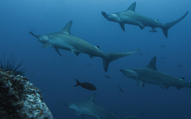 Deseci tisuća morskih pasa svakodnevno plivaju Jadranom. Od svih njih samo su dvije vrste potencijalno opasne za ljude