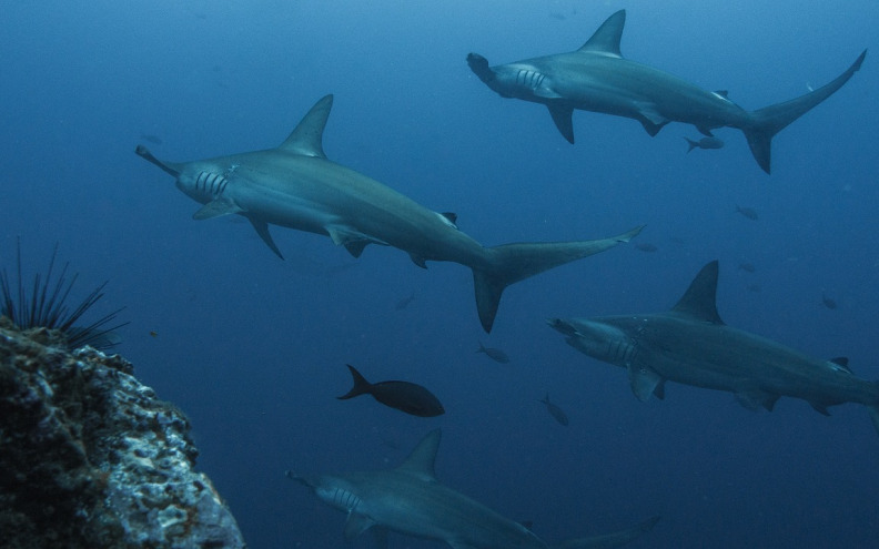 Deseci tisuća morskih pasa svakodnevno plivaju Jadranom. Od svih njih samo su dvije vrste potencijalno opasne za ljude