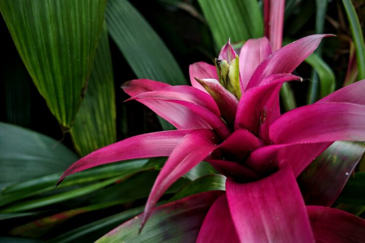 Bromelije su moćne čistačice zraka, evo zašto ih je dobro imati u stanu