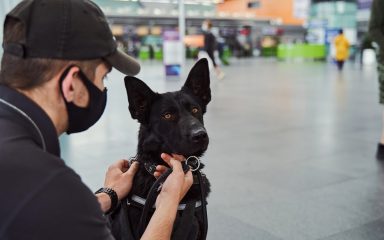 Pilot udomio psa kojeg je u zračnoj luci čekala tragična sudbina