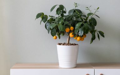 Grozd banana je rukohvat, a tulipani su slomili nizozemsko gospodarstvo… i još činjenica o biljkama koje niste znali