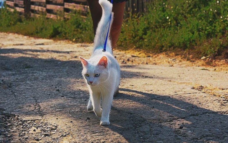 Je li ispravno ili ne voditi mačku na povodcu?