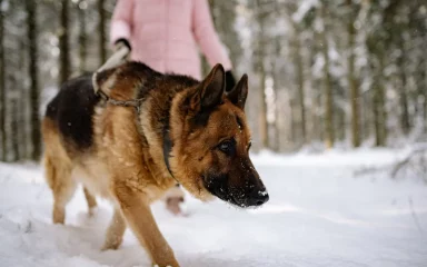 5 razloga zašto psa izvesti čak i po kiši, hladnoći i snijegu