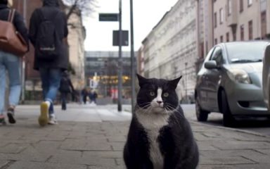 Debeljuškasti mačak postao je jedna od najbolje ocijenjenih turističkih atrakcija