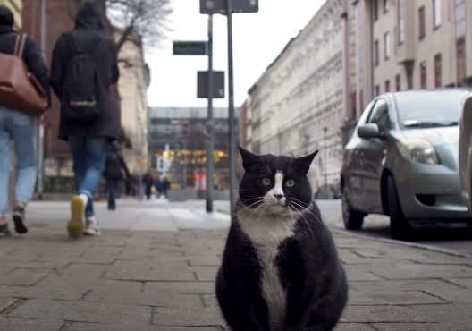 Debeljuškasti mačak postao je jedna od najbolje ocijenjenih turističkih atrakcija