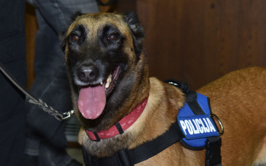 Policija traži nove službene pse, mogu biti i mješanci