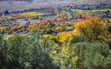 LJETNI ĐIR Ravni kotari mirna su oaza na korak od Zadra