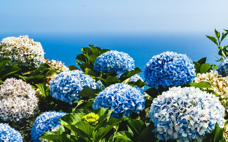 POTPUNO IZGUBIO KONTROLU! U Sv. Filip i Jakovu čupao ukrasno cvijeće, oštetio i rasvjetu!