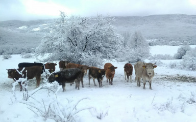 Skromna buša sve više osvaja Liku i Hrvatsku