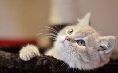 3 stvari koje bismo trebali naučiti od mačaka kako bismo bolje živjeli
