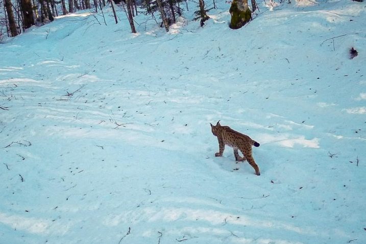FOTO Na Plitvicama snimljen ris: “Oduševljeni smo što smo ga uhvatili kamerom”