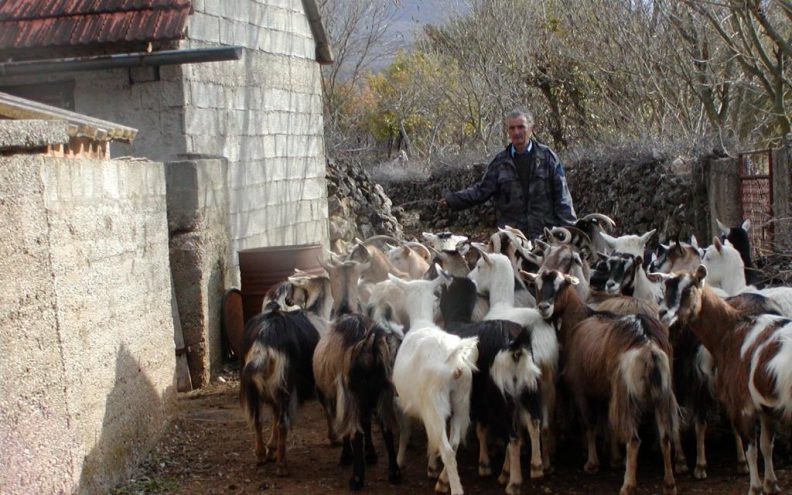 Koza otkrila nalazište tartufa u Bukovici