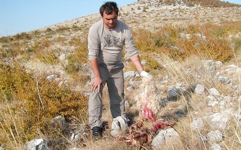 Predatori usmrtili, naklali i rastjerali 48 ovaca Zdenka Kruneša