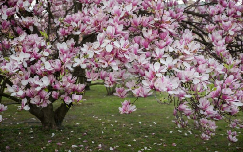 Orezuje li se magnolija?
