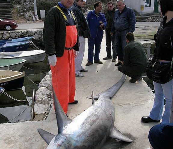 Uz pašku obalu uhvaćen morski pas težak 200 kilograma