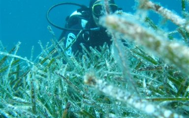 Stanje oceana se “pogoršava”, potrebno hitno djelovanje