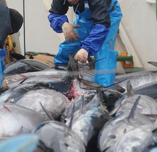 Plavorepa tuna na popisu ugroženih vrsta?!