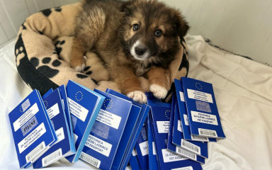 Zadarski azil u iščekivanju izlaska veterinarske inspekcije na teren
