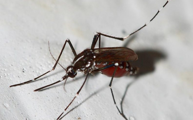 Tigrasti komarci identificiraju se u jesen