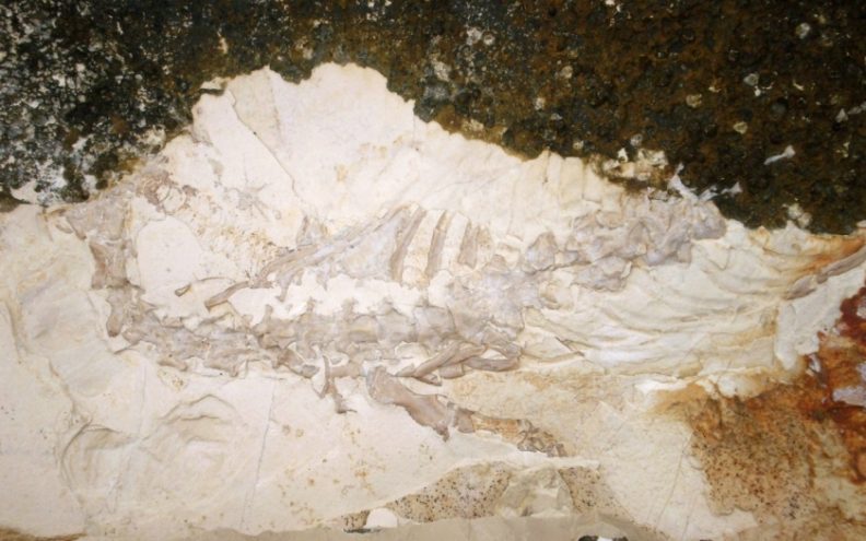 Dugotočni “krokodil” star 100 milijuna godina