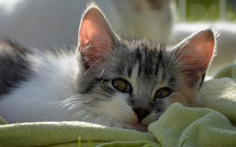 Mogu li mačke štucati? Nemojte se iznenaditi kada to doživite