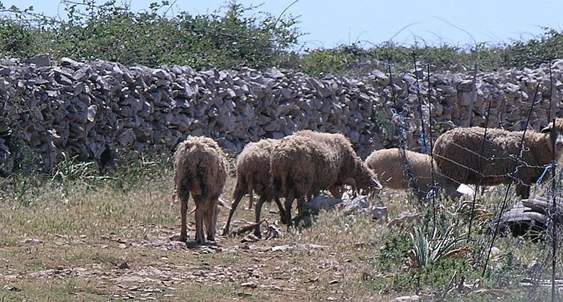 Udar groma ubio 23 ovce na Pagu