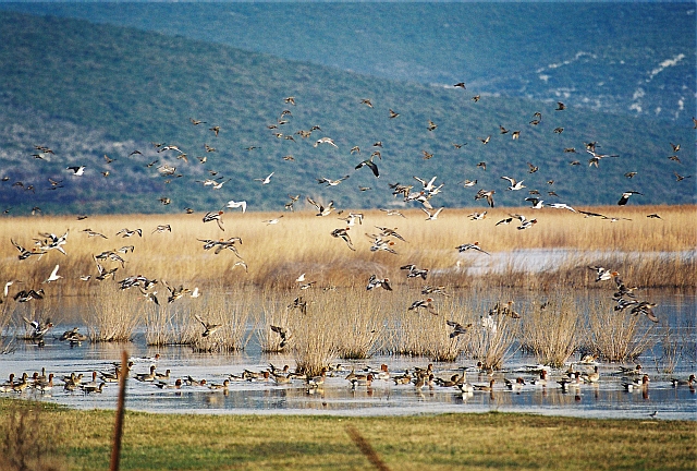 Na Vranskom jezeru prebrojeno 30 tisuća ptica
