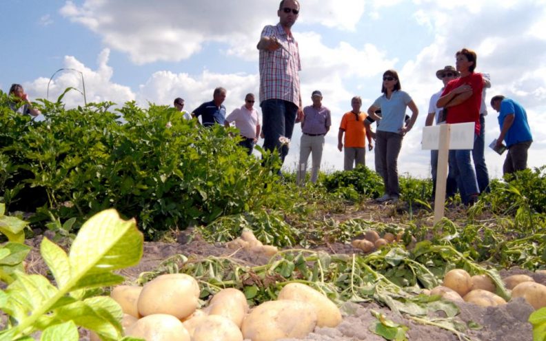 Dan polja krumpira tvrtke Agrico Nizozemska