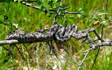 U Hrvatskoj živi petnaest vrsta zmija, samo su tri otrovne, ali jedne se posebno trebate čuvati