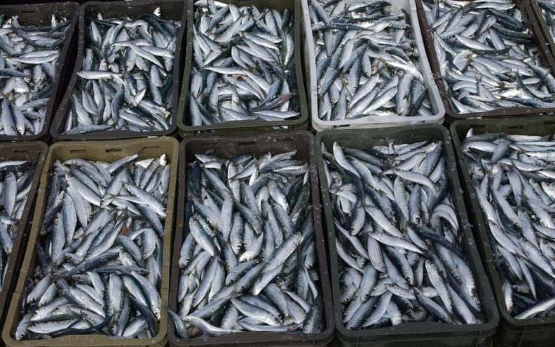 Pod zabranama i restrikcijama je praktički trećina ribolovnog mora u Jadranu