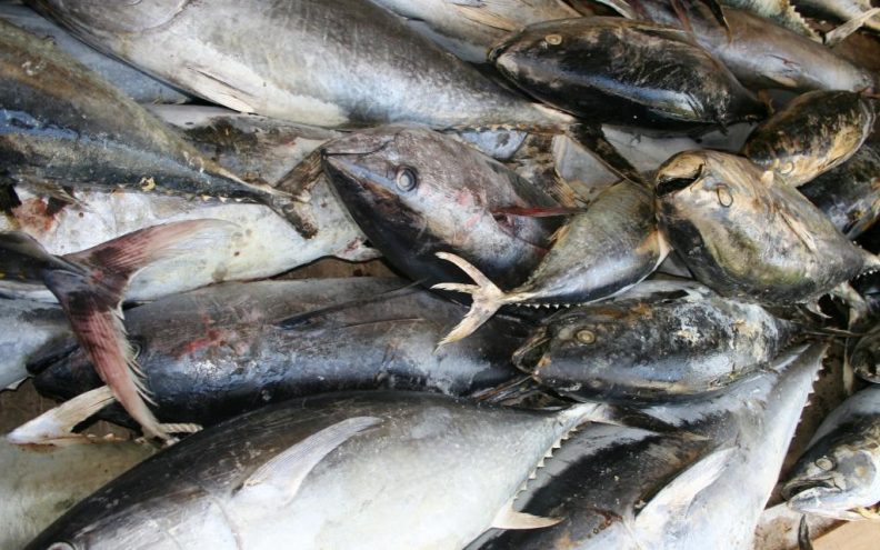 Trogodišnji moratorij na lov tuna u Sredozemlju?