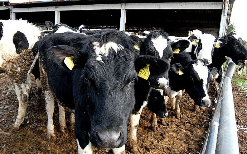 Teško za male proizvođače mlijeka u Zadarskoj županiji