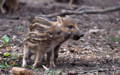 Krda divljih svinja i dalje u nemilosti lovaca i struke