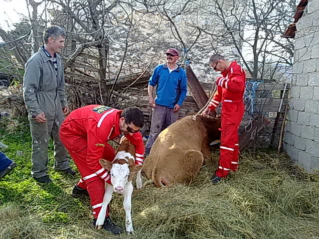 Gorski spašavatelji spasili kravu i tele