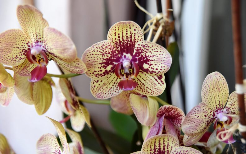 Donosimo nekoliko zanimljivosti iz svijeta prirode, poput one da postoji čak 15 tisuća vrsta orhideja 