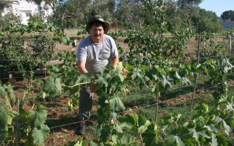 PERONOSPERA HARA U VINOGRADIMA BEZ ZAŠTITE