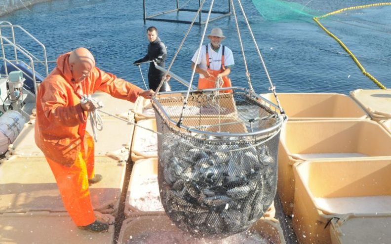 Zadarska županija prvak u uzgoju ribe na cijelom Mediteranu