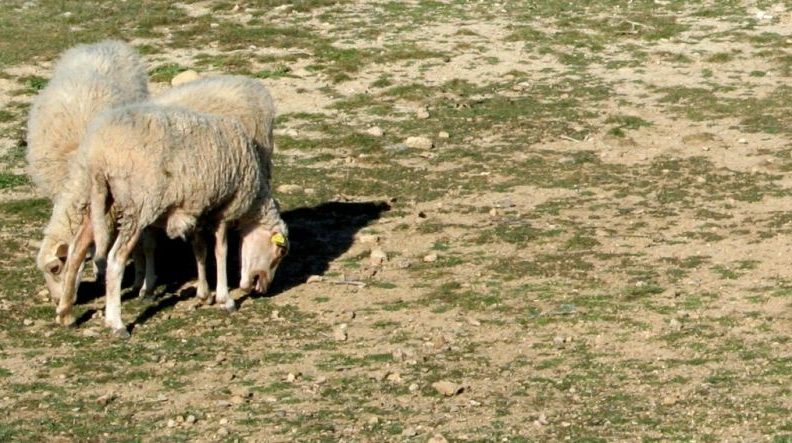 Suša “spržila” Pag, ovčari i  poljoprivrednici očajni