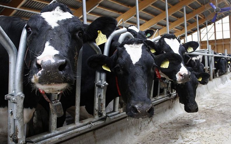 Dukat obustavio otkup mlijeka sa 180 farmi