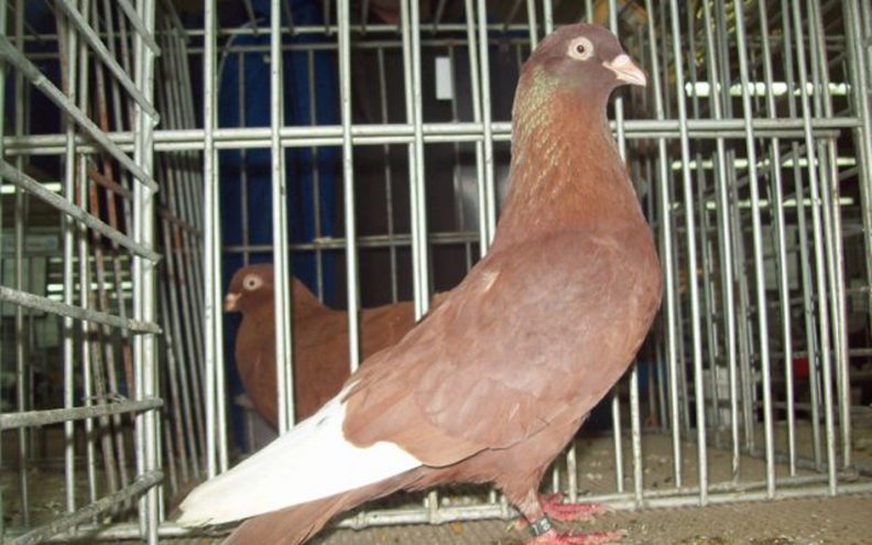 Zadarski golub roler – čudo od ptice
