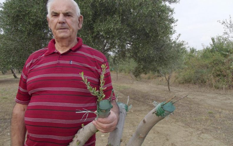 Otkida od usta za obnovu nastradalog maslinika