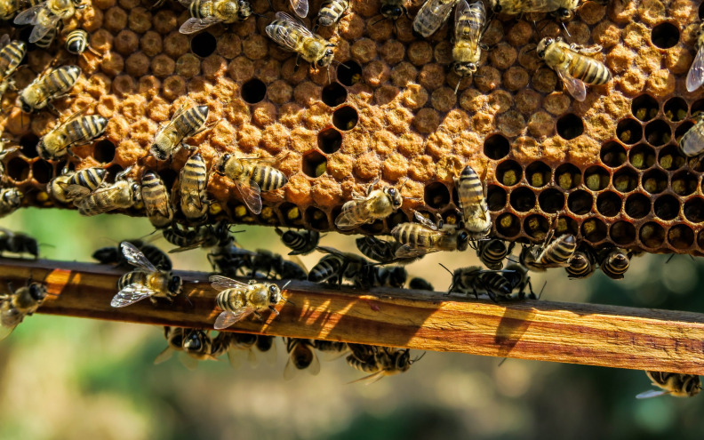 Novi pomor pčela u Hrvatskoj, prizori su strašni: “Ove godine opet imamo trovanje”