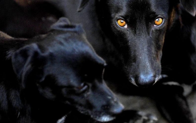 Kazne za neodgovorne vlasnike pasa
