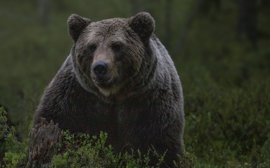 U Sloveniji medvjed napao šetača s psom