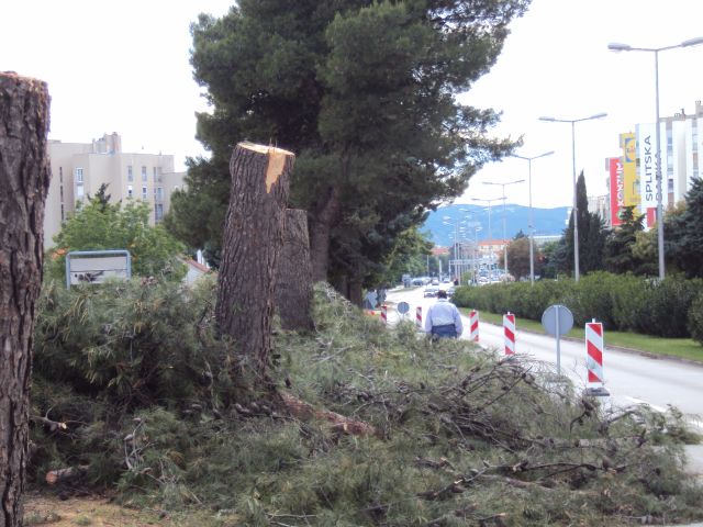 Građani ustali protiv rušenja stabala